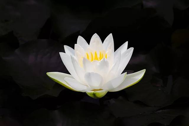 生肖▲4.28号福气不浅,心慈人美,天生好命的四大生肖