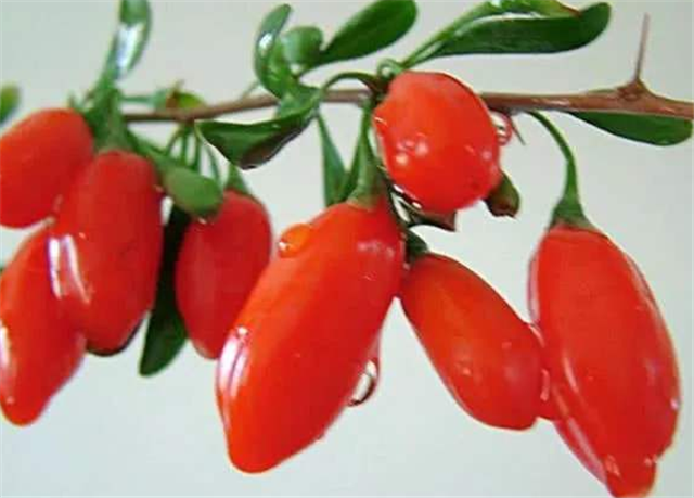 【枸杞】常吃（泡）枸杞，对身体有哪些实质性的好处？看老奶奶怎么理解的