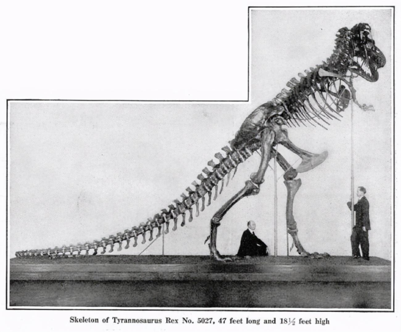 恐龙|很遗憾的告诉你,那些你印象中的古生物形象,其实基本上都是错误的
