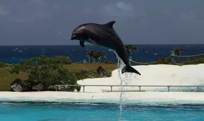 老虎：人类亲手创造了9大杂交动物，最后一种我们天天都在吃