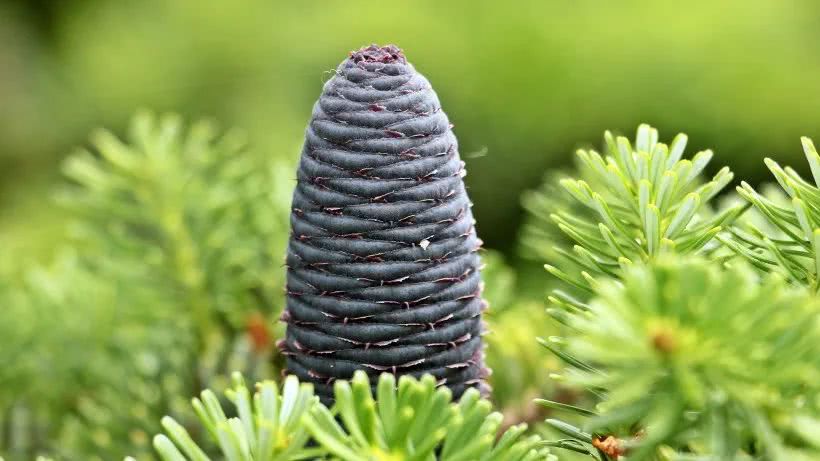 『』未来半年桃花运暴增，横财飞涨，钞票滚滚而来的四属相