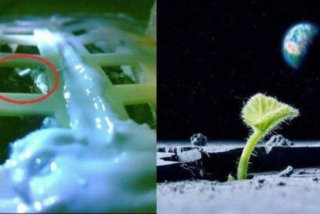 月球▲嫦娥四号在月球上发现了“生命”,却没能熬过月球的黑夜!