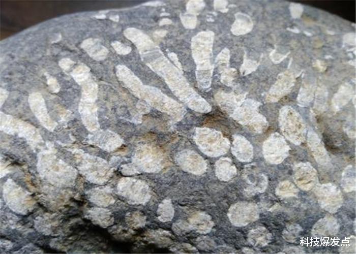 「科学家」以石头为食的虫子,分泌有腐蚀性的黏液,科学家:是一大威胁!