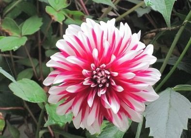 生肖|明天起，喜事来袭，8月左手大财、右手大奖，4生肖小日子大红大紫