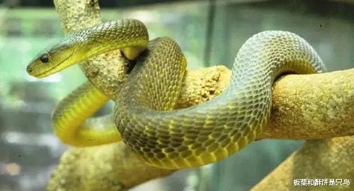 @看一下这些漂亮又无毒的蛇类，下次看到他们不要害怕啦