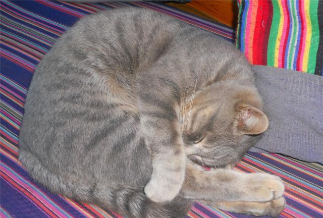 为什么猫咪总喜欢把头埋起来睡觉？背后原因萌炸了