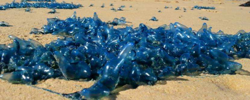 骆驼▲3个死掉比活着更危险的生物，遇到了，千万不要碰！