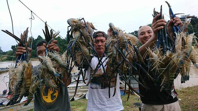 对虾|个头可达一斤，国外泛滥成灾，在我国却是美味，60元一斤