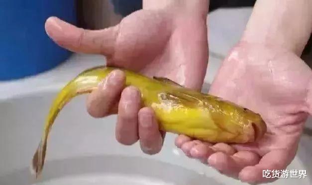 「小龙虾」7种河里正在消失的野味，第3个很常见，最后一种价格有点小贵