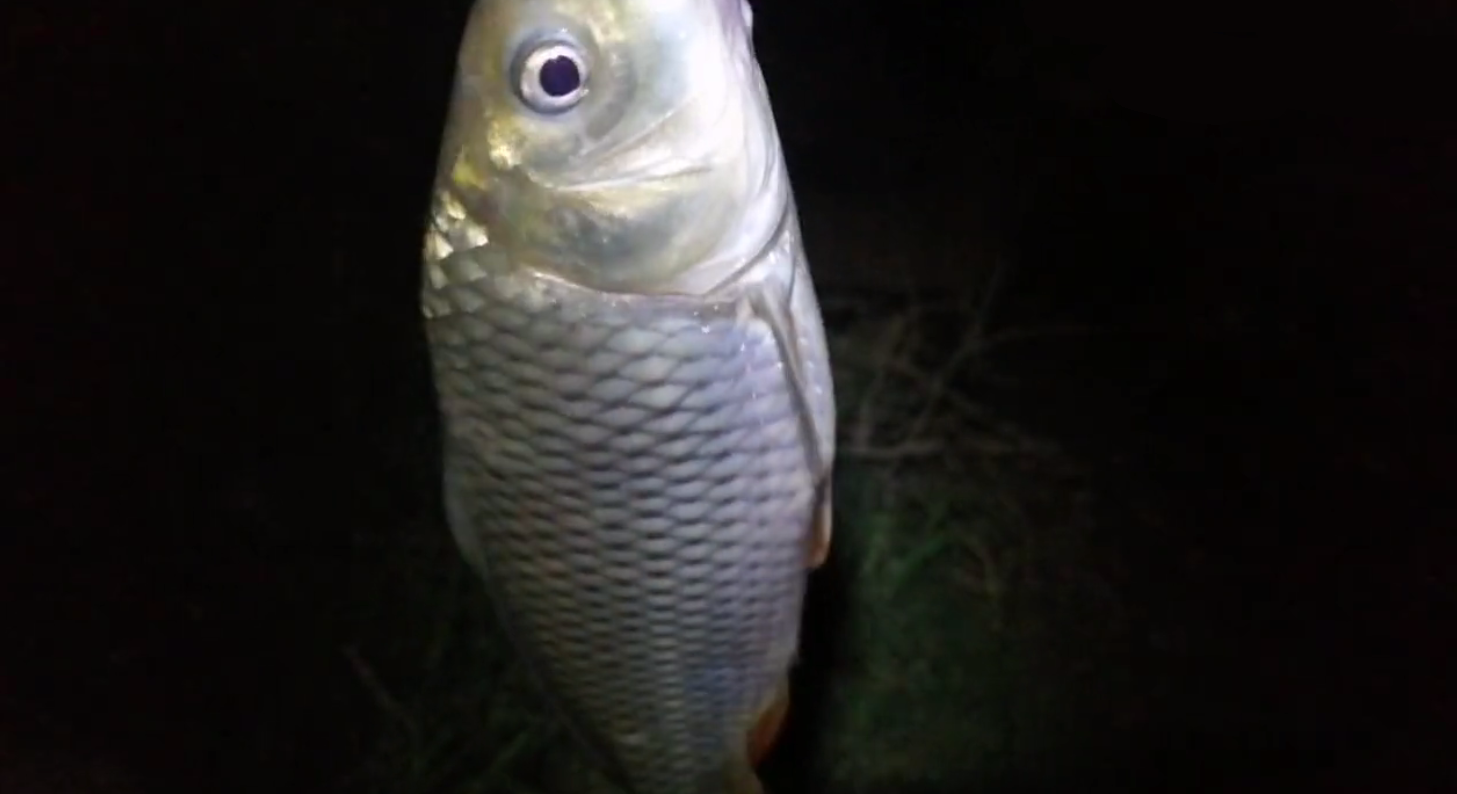 摄像头|男子用水下摄像头“夜探”赣江，成功钓起大鲤鱼，这样钓鱼违法？
