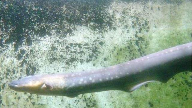 |小男孩徒手抓电鳗，下一秒电鳗开始放电，镜头记录惊险一幕