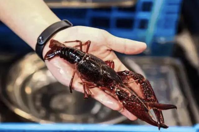 【小龙虾】为什么现在小龙虾“不火”了？夜市老板：食客们又不是傻子