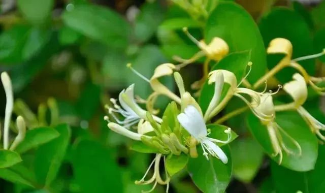 『失眠』蜂蜜里加一物，效果你意想不到