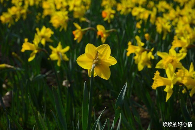 生肖|9月来临，桃花运骤然上涨，回首遇见旧人不再分离的4大生肖