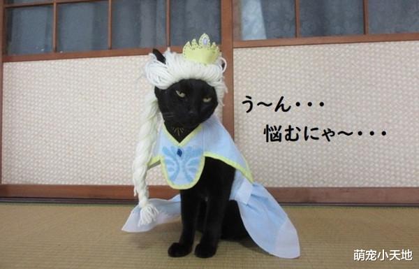 手做114套衣服巧手帮喵打扮，变装艾莎公主后眼神死：好了没