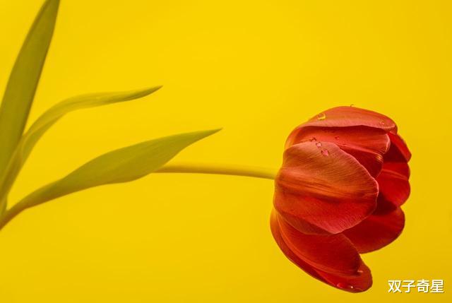 「白羊座」年龄越大,对友情要求越高的四个星座