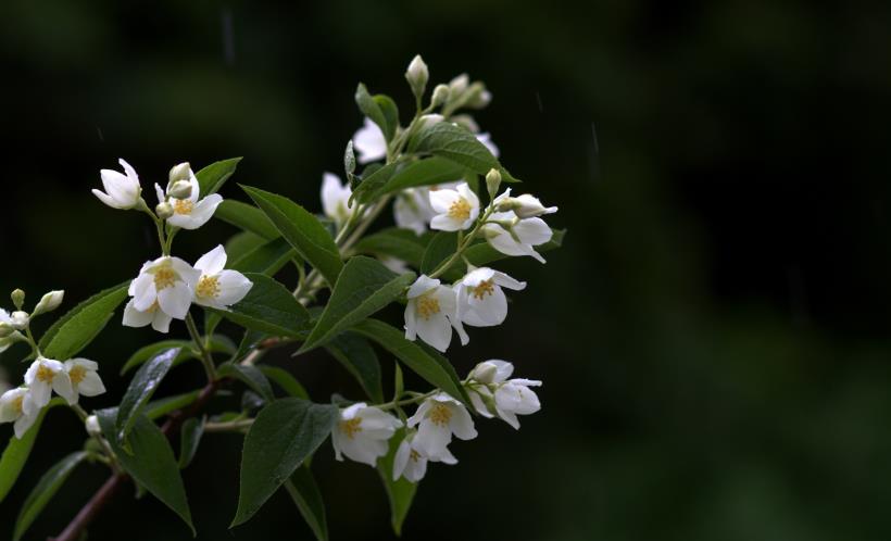 双鱼座|11月，转身追回爱情的4星座，给予承诺，不再放手，爱情成功继续