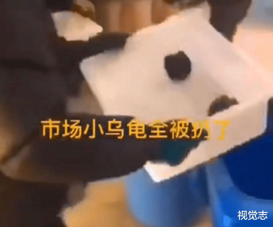 木里|30只狐狸被弃荒山，随后发生的事令人胆寒