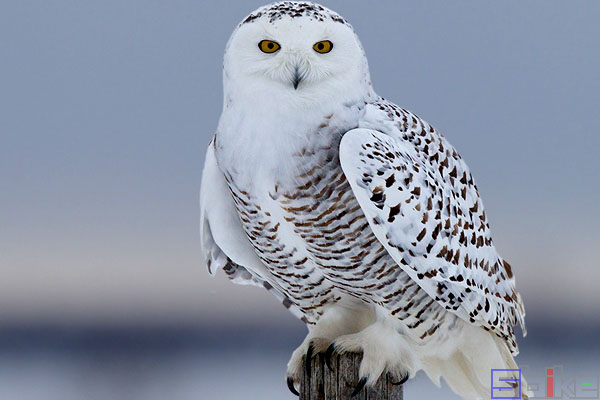金刚鹦鹉|Sbike动植物百科：世界十大最美丽的鸟类，都是大自然中的精灵！