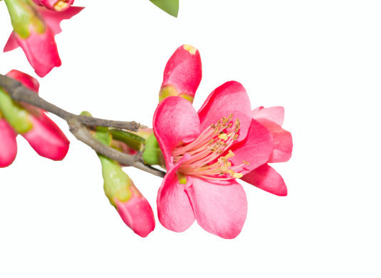 |12月上旬，财运上升，4属相好运到来，贵人相助，工作顺利