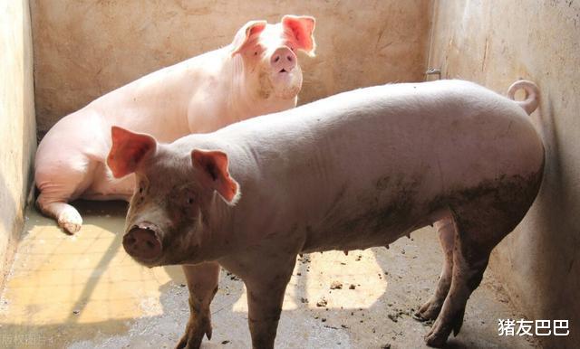 生猪价格|猪价“要变天”？2万吨“低价猪肉”入市，猪价要“断崖”下跌？