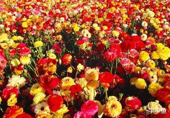 运势|8月下旬起，惊喜不断，4属相逢凶化吉，如鱼得水，生活步步富贵