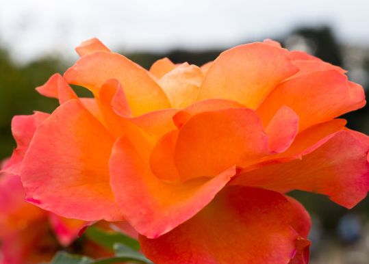 白羊座|10月15号开始，4属相运势转旺，财富滚滚，福禄双全，平安幸福