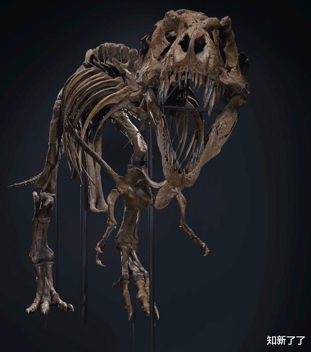 癌细胞|一具完整的霸王龙骨架将以创纪录的价格拍卖