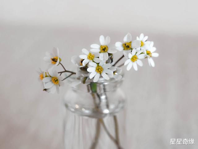 金牛座@与单纯不沾边，但是有智有谋的四个星座