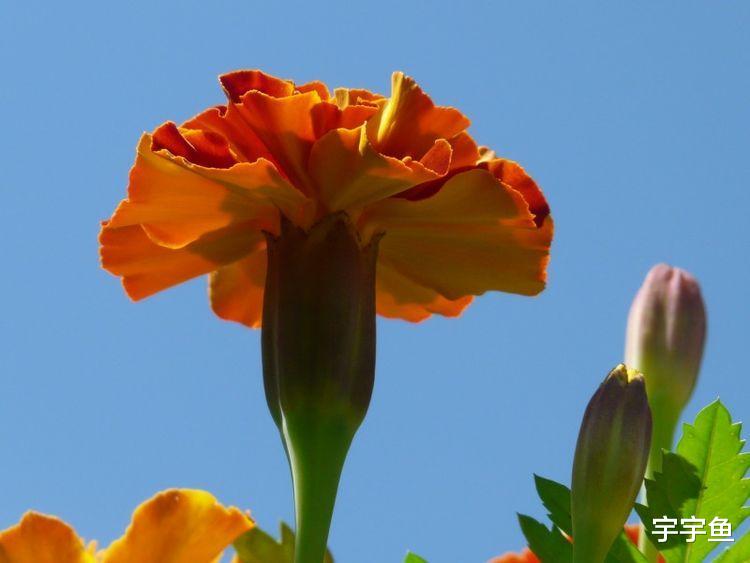 运势|9月开始运势升高，金银堆满屋，事业一帆风顺的四大生肖