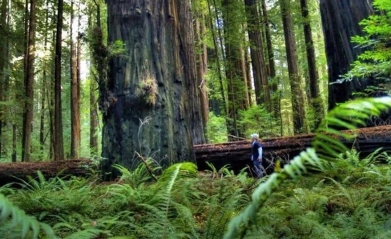 桉树|澳洲灭火后植被复苏,本来是好事,为啥科学家看了却直呼不妙?