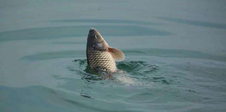 @为何夏季经常跑鱼？因为你还在用春季的钓鱼方式，跑鱼很正常！