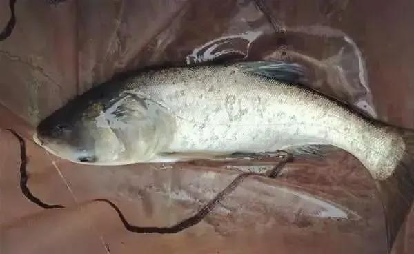 鲢鳙|秋季鲢鳙怎么钓?只要学会这5点技能,保证让你爆护到手软!