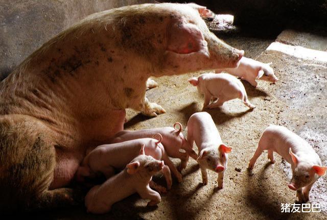 生猪价格|生猪产能大幅恢复，肉价咋不“降降降”？高猪价进入“倒计时”？