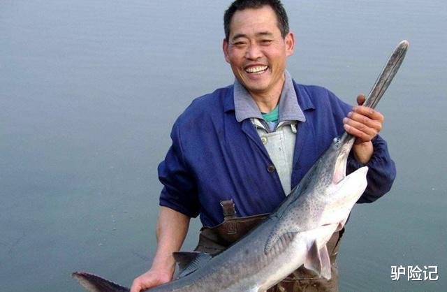 ##外国大受欢迎的鸭嘴鱼，一年产卵600万粒，中国吃货却不敢碰它