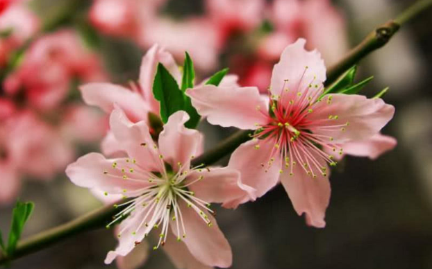 「生肖」十二生肖中，进入六月份，3大生肖财富满家门，顺利接财！