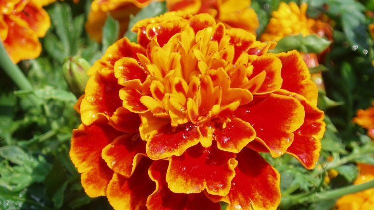 天蝎座|8月,贵人频频来相助,财神下凡送金银,福运萦绕的3大生肖