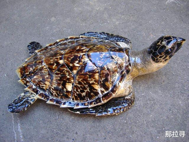 文玩|曾红极一时的玳瑁龟甲，现在为什么买不到了？多美丽就多残忍