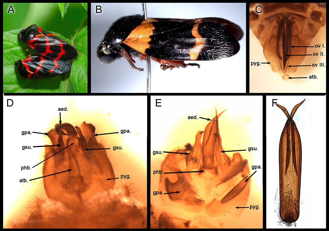 化石|地球上最尴尬的事：交配时变化石，1.7亿年后还要被围观