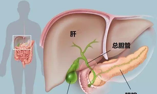 肝脏▲为何肝病越来越多？医生坦言：这三种食物都是“祸根”，别再吃了