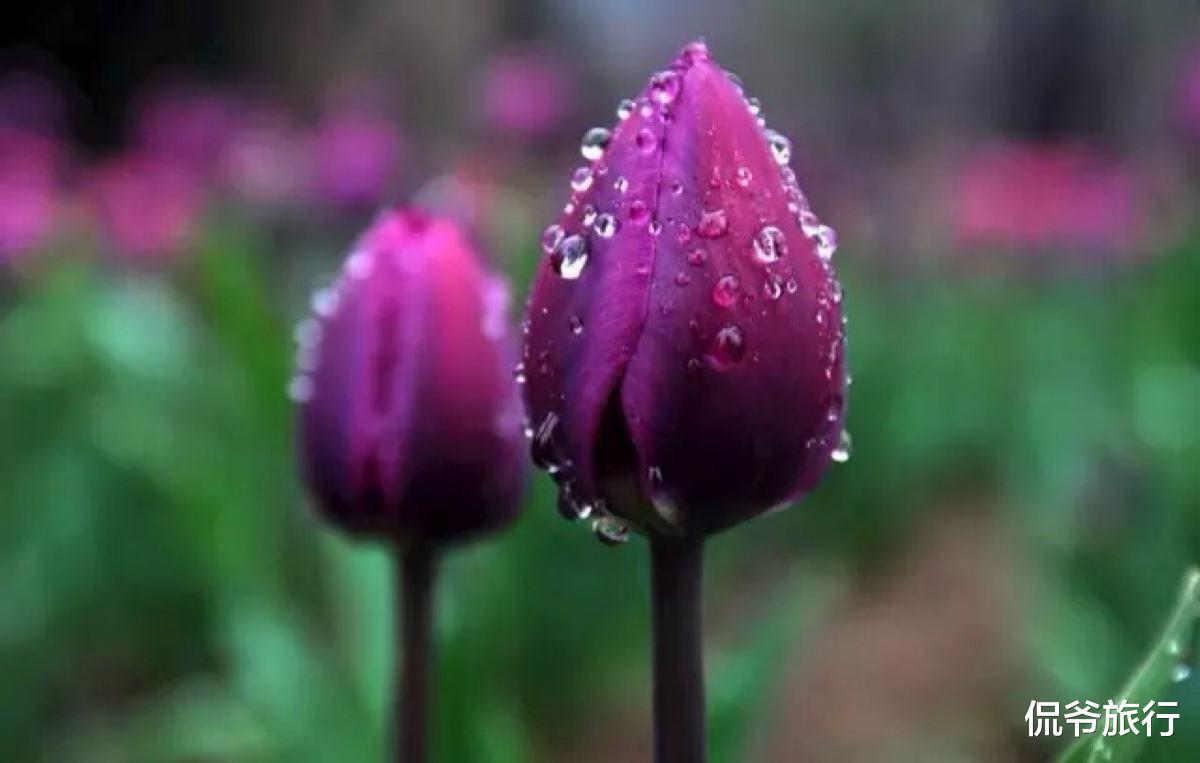 『生肖』最近十天，正财旺盛，横财可得！3大属相偏财运一路走高，连旺三年