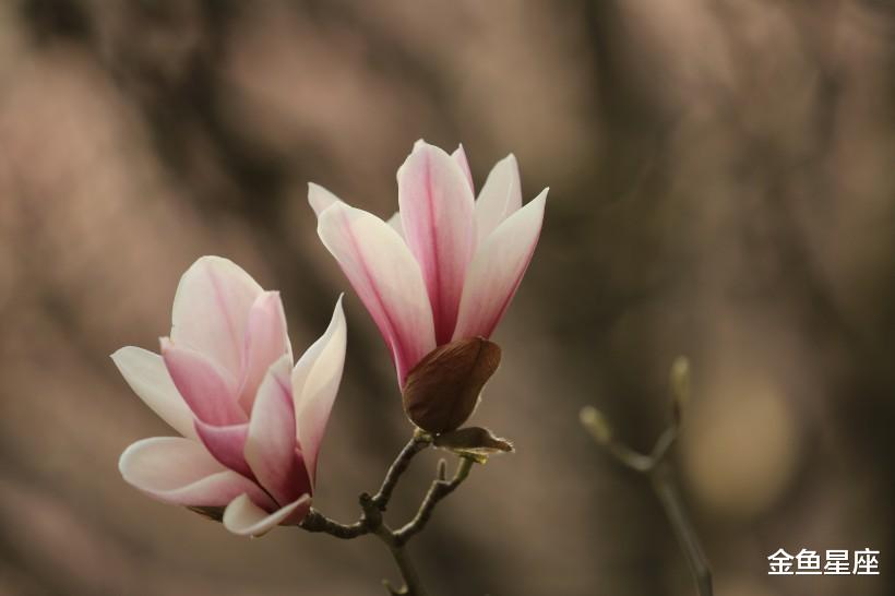 生肖:4大生肖6月28号注定享福,厄运远离,日子红火,“财神爷登门”快来接