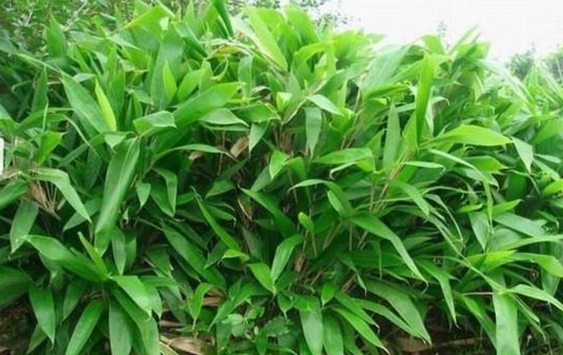 【粽子】端午要到了，还买粽叶呢？这几个身边的“树叶”不好吗？