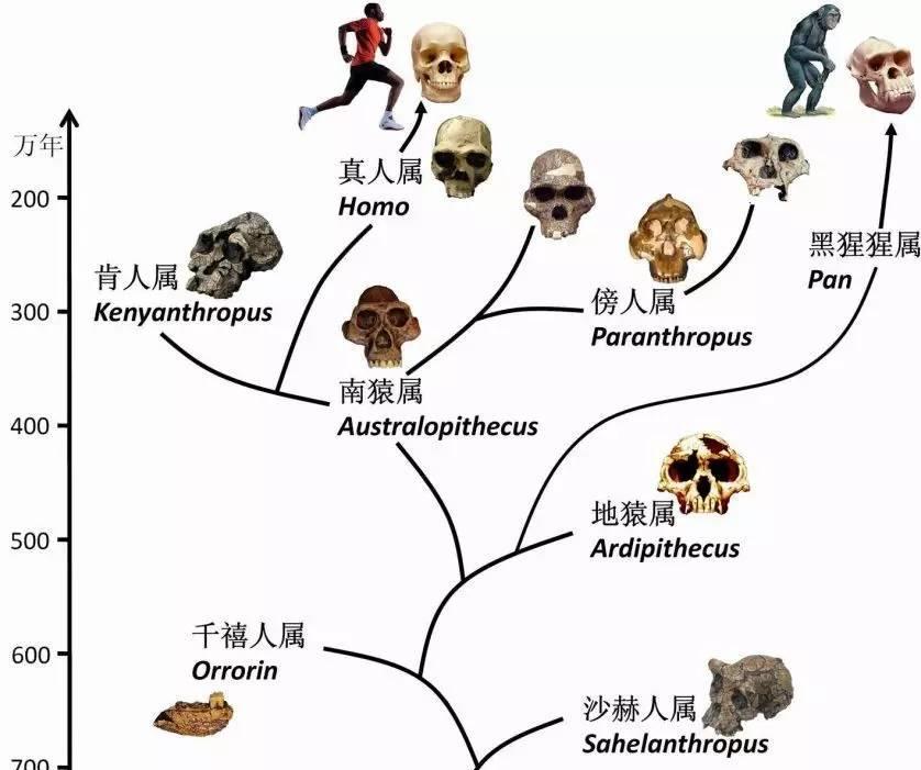 化石|网络上有时会看见巨人的骨骼照片，地球上真的出现过巨人吗？