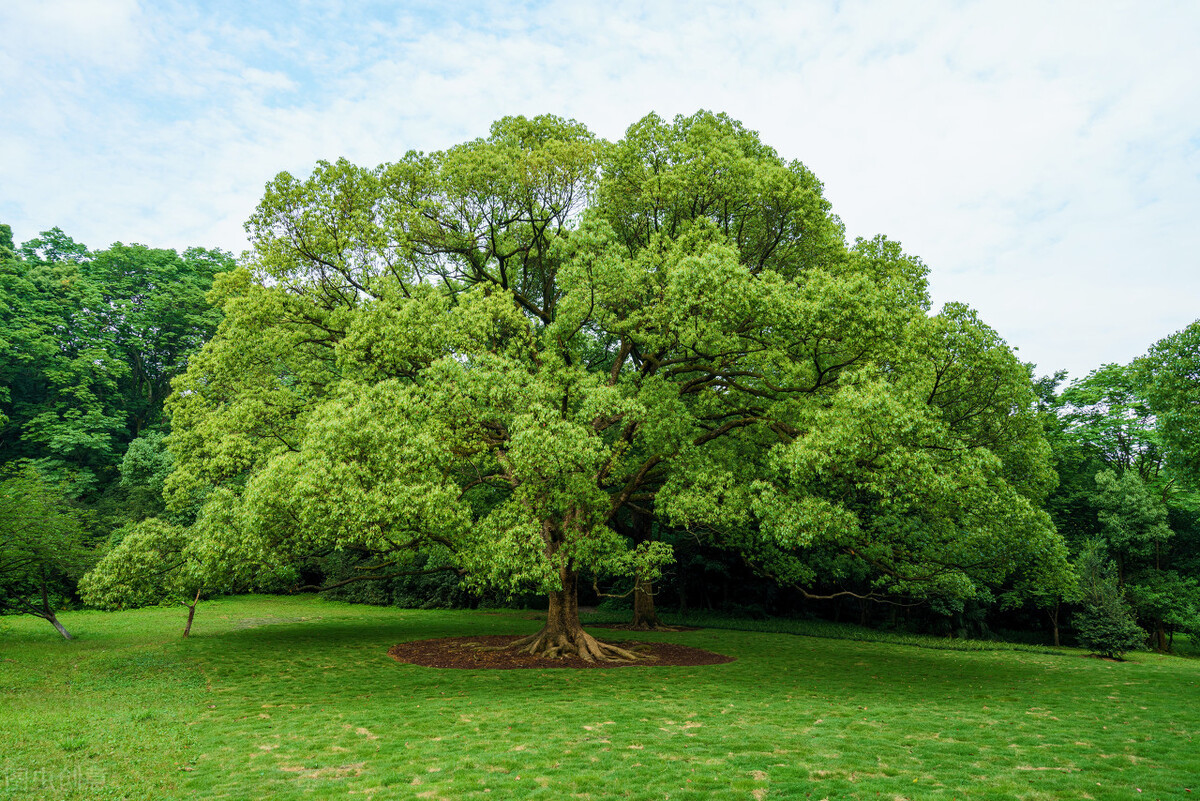 心理學：哪棵大樹好乘涼，測你下一世會在哪裡？-圖2