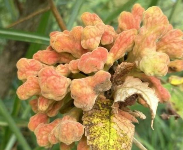 |一种常被忽视的寄生物，目前价值颇高，路旁就有，认识吗？