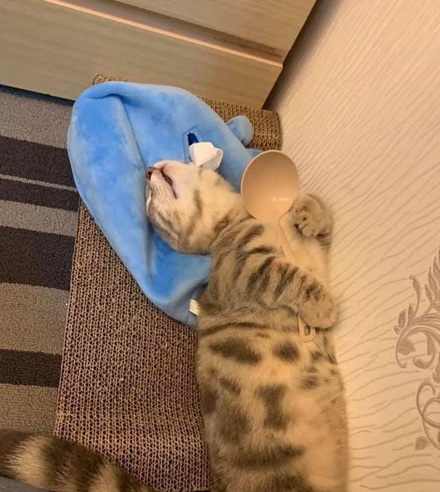 爸爸照顾猫娃，竟拍下这样的照片……千万不要被喵看到啊！