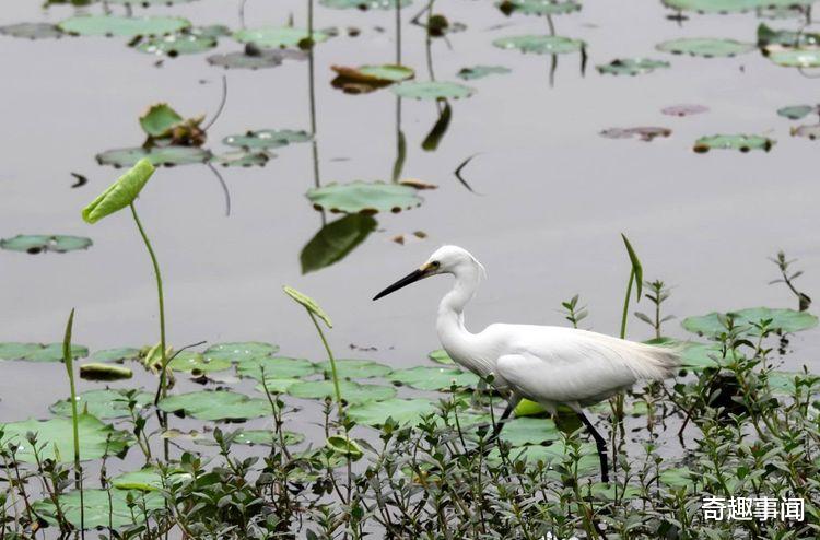 |生命力超强的蚂蟥，有着雌雄两套生殖器官，晒不死也切不死