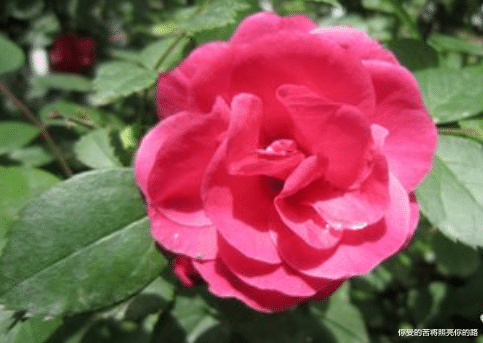 #情深似海#6月12号开始，4属相大财不断进账，富贵临门，喜气爆棚，惊喜无限