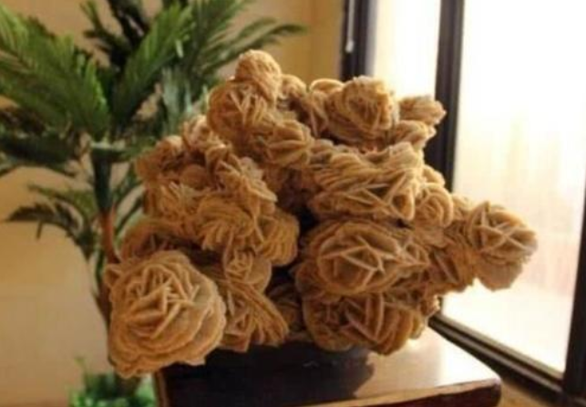 玫瑰▲为什么说沙漠里的“玫瑰”可以捡，但“西瓜”却绝对不能碰？